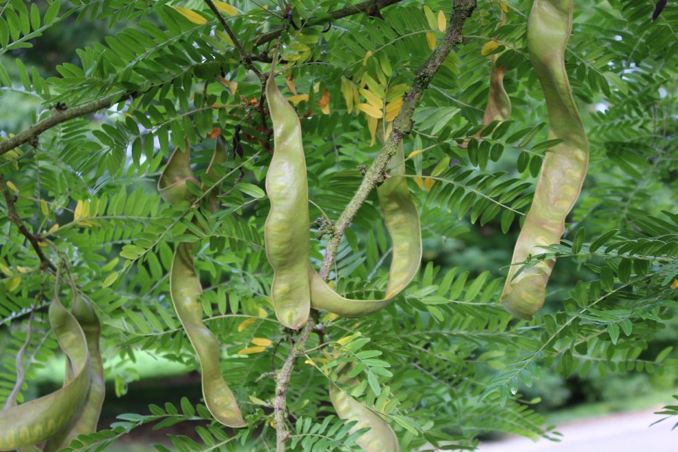 Févier d'Amérique - Gleditsia Triacanthos inermis Févier d'Amérique - Gleditsia Triacanthos inermis