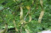 Févier d'Amérique - Gleditsia Triacanthos inermis
