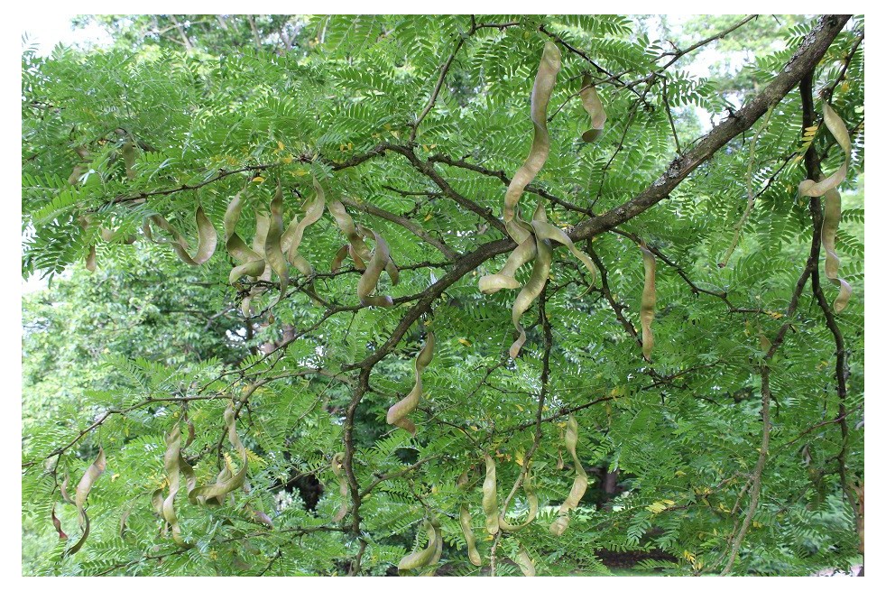 Févier d'Amérique - Gleditsia Triacanthos inermis Févier d'Amérique - Gleditsia Triacanthos inermis