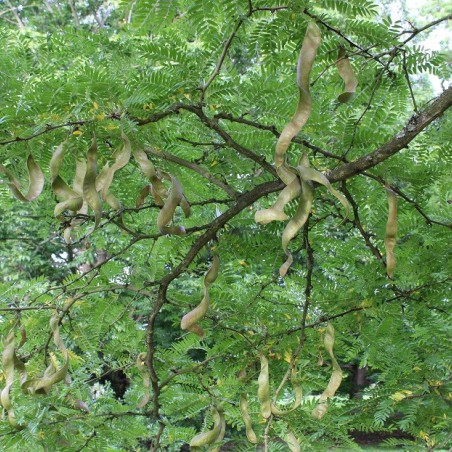 Honey locust - Gleditsia triacanthos inermis