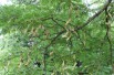Févier d'Amérique - Gleditsia Triacanthos inermis