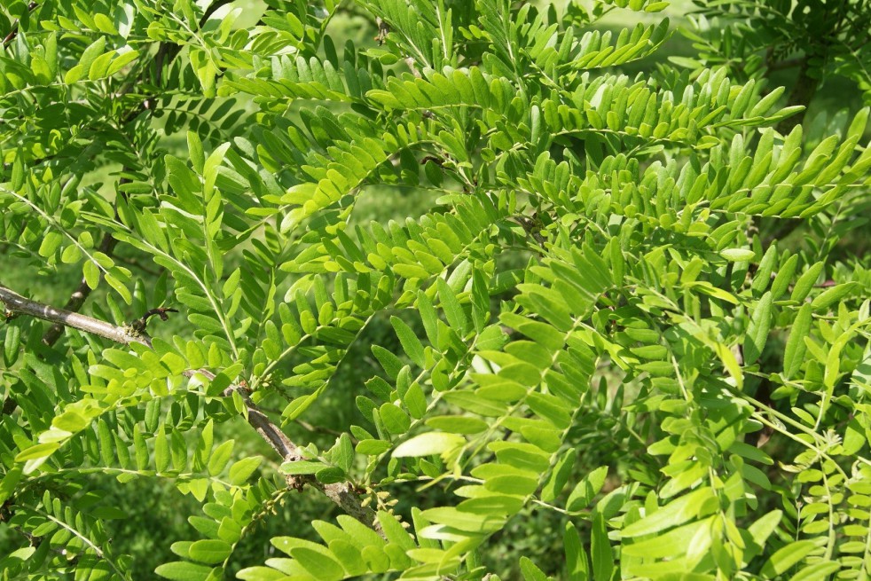Févier d'Amérique - Gleditsia Triacanthos inermis Févier d'Amérique - Gleditsia Triacanthos inermis