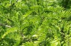 Févier d'Amérique - Gleditsia Triacanthos inermis