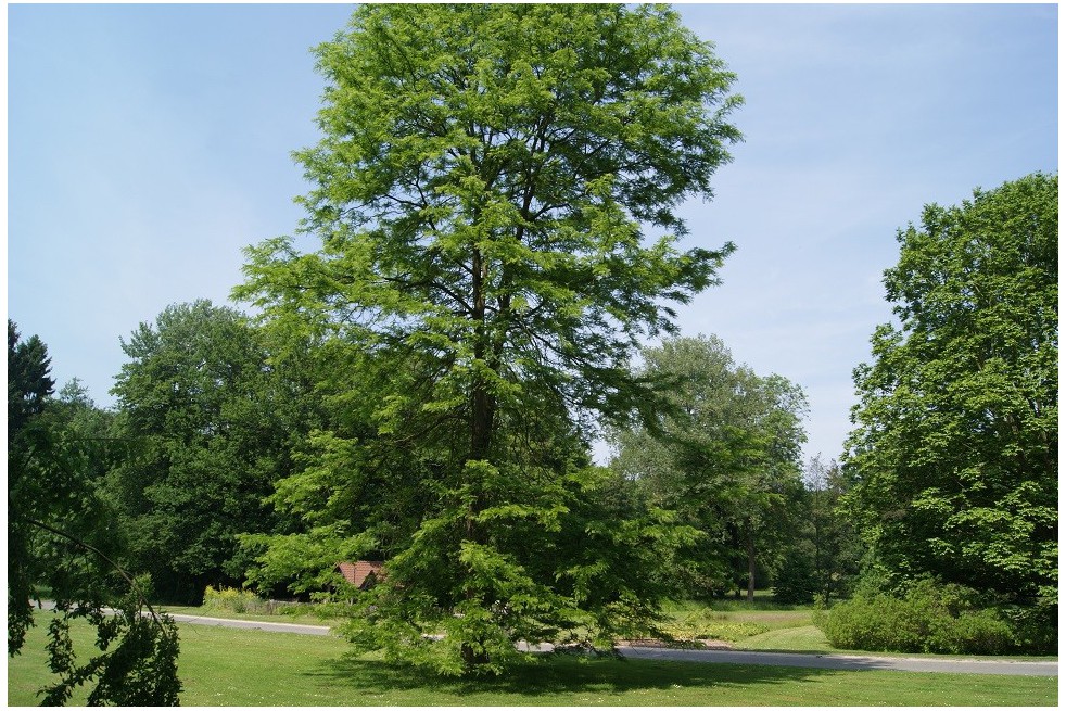 Févier d'Amérique - Gleditsia Triacanthos inermis Févier d'Amérique - Gleditsia Triacanthos inermis