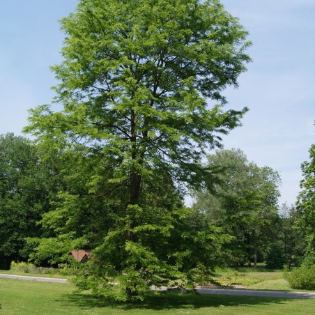 Honey locust - Gleditsia triacanthos inermis
