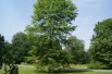 Févier d'Amérique - Gleditsia Triacanthos inermis