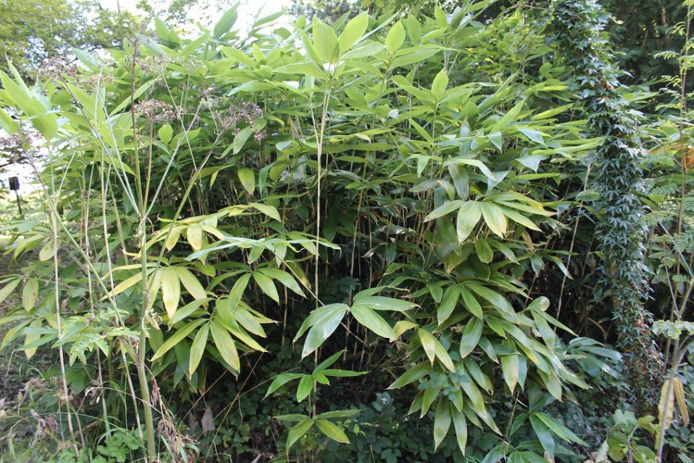 Bambou Sasa Palmata