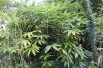 Bambou Sasa Palmata