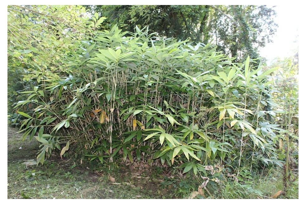 Bambou Sasa Palmata