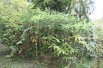 Bambou Sasa Palmata