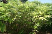 Bambou Sasa Palmata