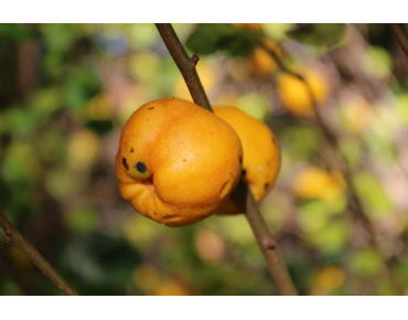 Maule's quince - Chaenomeles Japonica