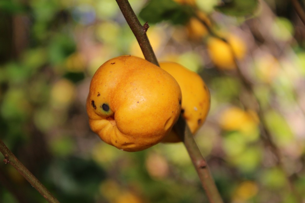 Maule's quince - Chaenomeles Japonica