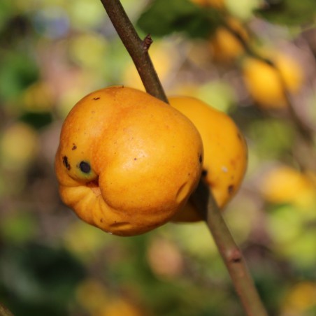 Maule's quince - Chaenomeles Japonica