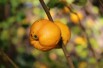 Cognassier du Japon - Chaenomeles Japonica