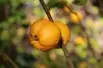 Cognassier du Japon - Chaenomeles Japonica