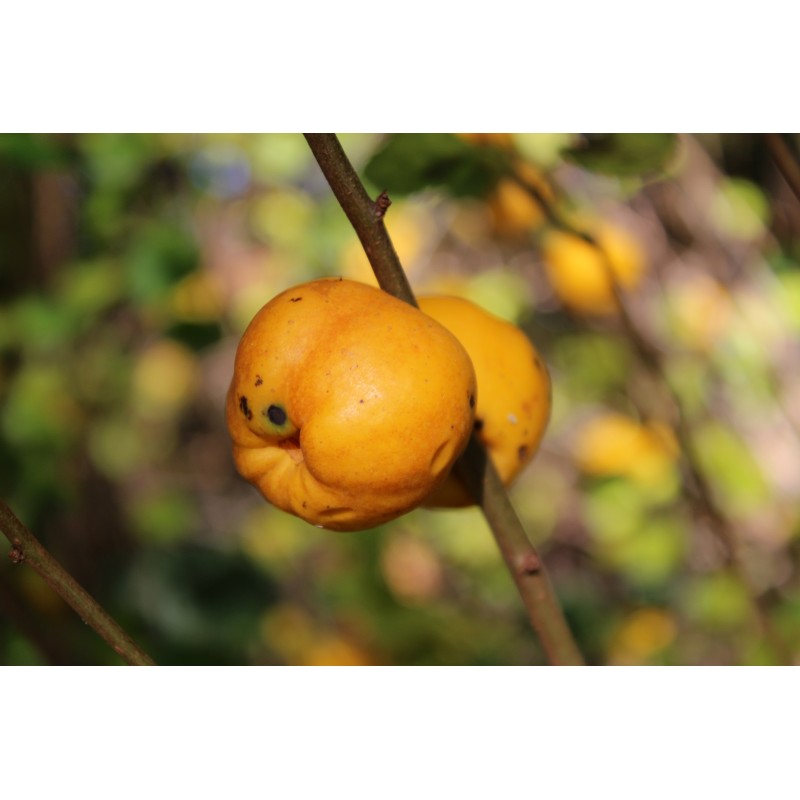 Cognassier du Japon - Chaenomeles japonica