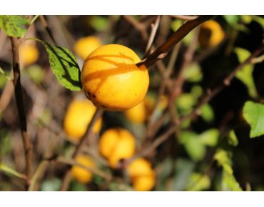 Maule's quince - Chaenomeles Japonica