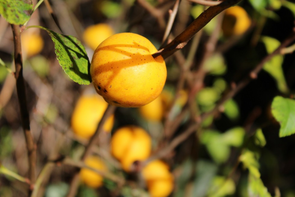 Cognassier du Japon - Chaenomeles Japonica