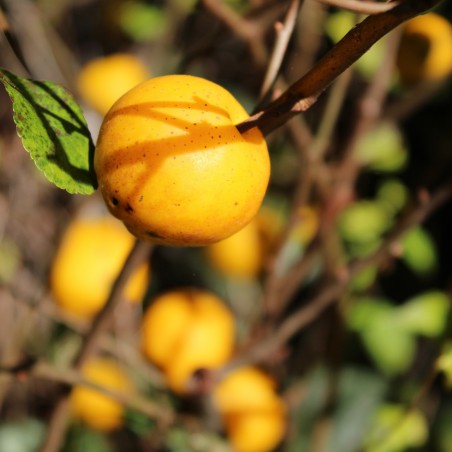 Maule's quince - Chaenomeles Japonica