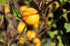 Japanse sierkwee - Chaenomeles Japonica