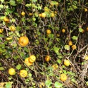 Japanse sierkwee - Chaenomeles Japonica