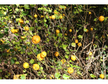 Maule's quince - Chaenomeles Japonica