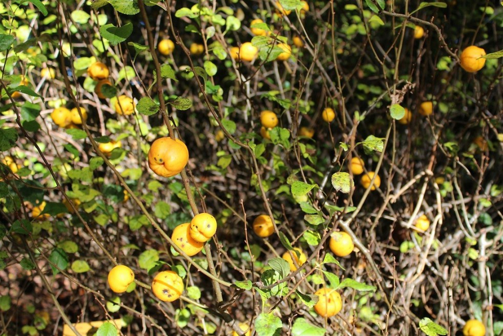 Cognassier du Japon - Chaenomeles Japonica