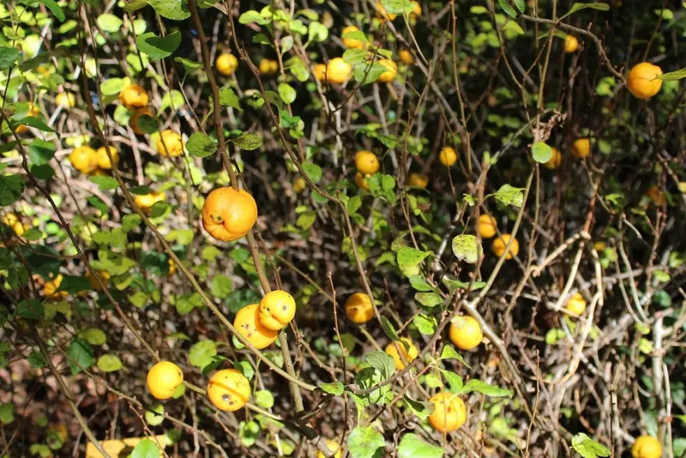 Cognassier du Japon - Chaenomeles Japonica