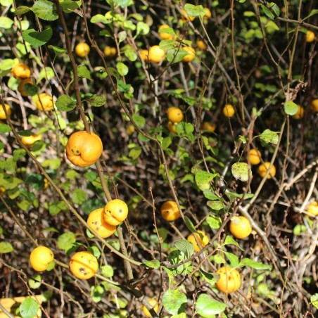 Japanse sierkwee - Chaenomeles Japonica