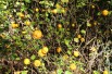 Cognassier du Japon - Chaenomeles Japonica