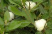 Magnolia persistant à grande fleur