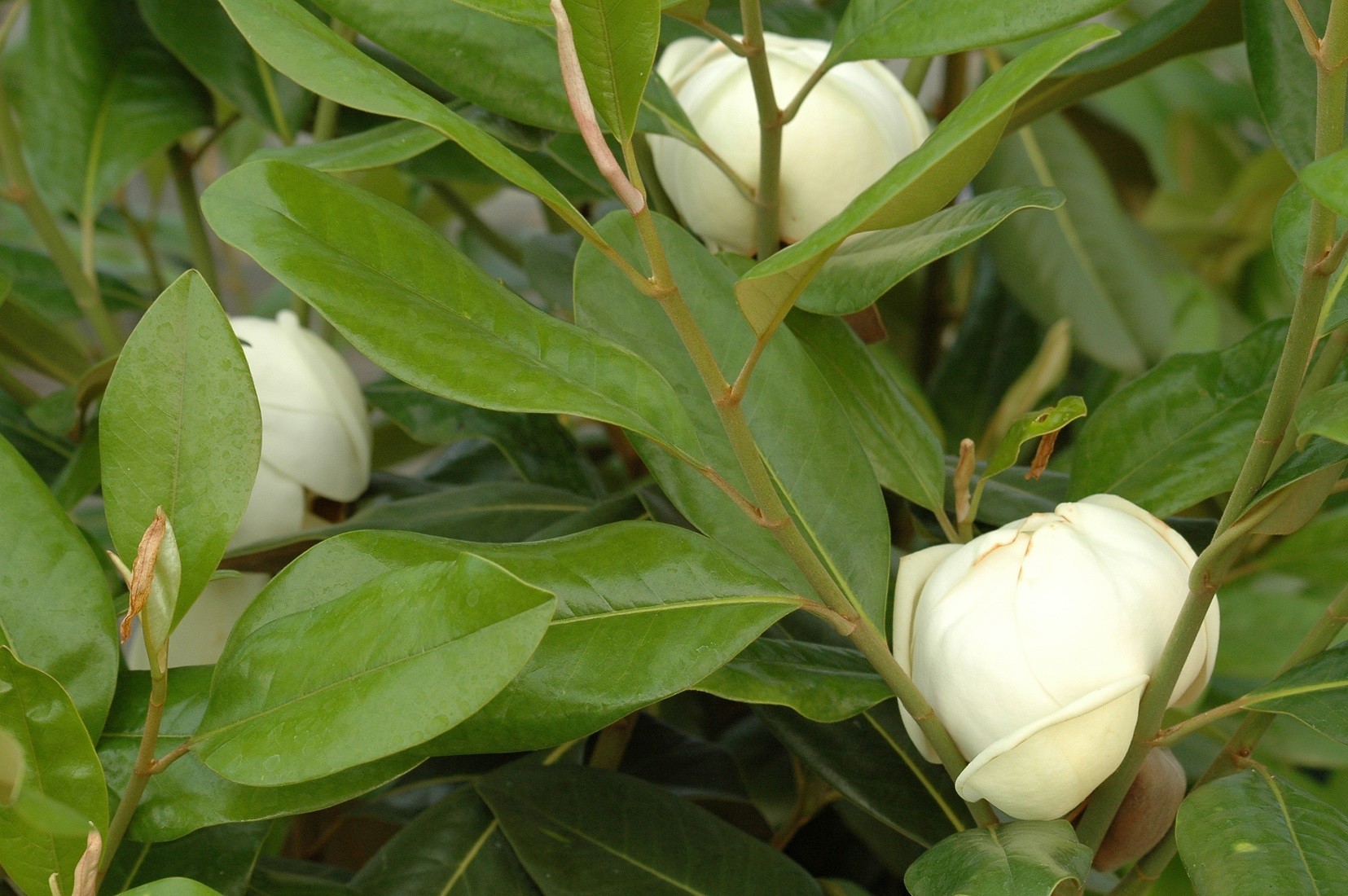 Evergreen Large-flowered magnolia