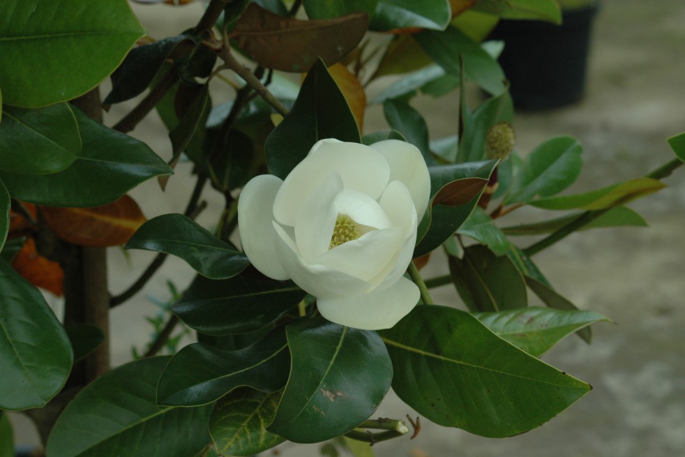 Evergreen Magnolia, double flower