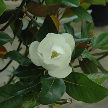 Evergreen Magnolia, double flower