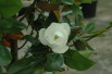 Wintergroen Magnolia, dubbele bloem