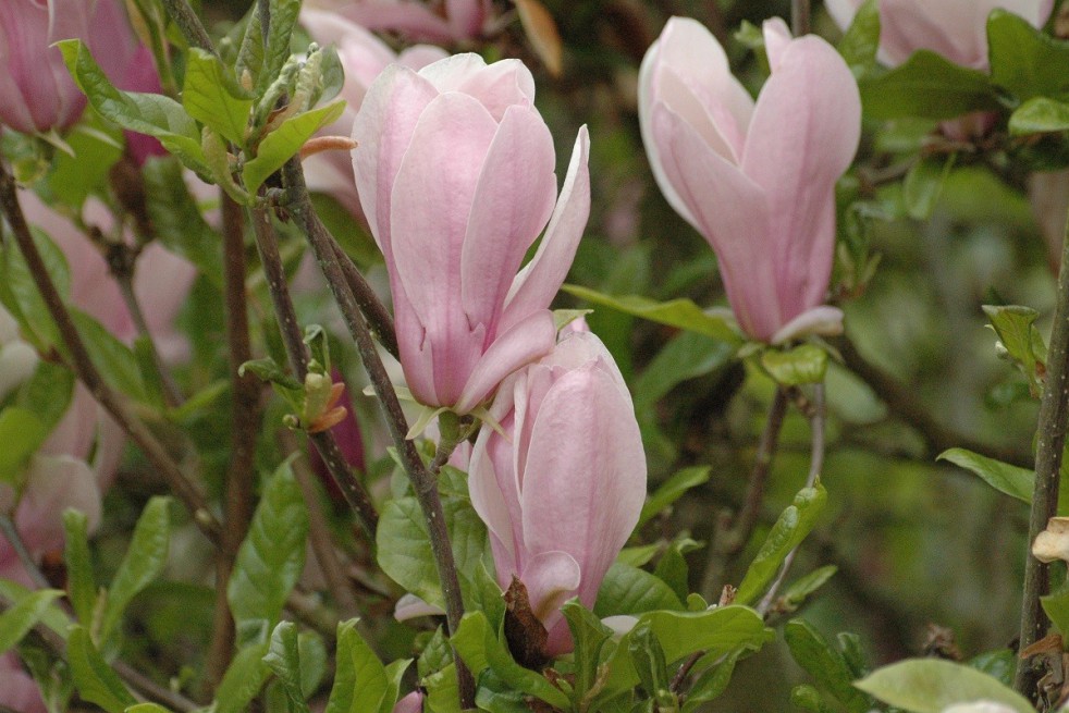 Magnolia Kosar De Vos Georges Henri Kern
