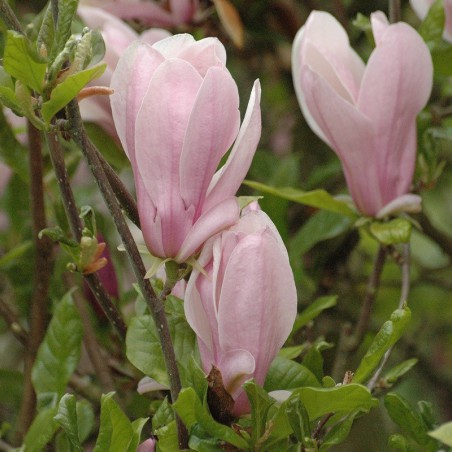 Magnolia Kosar De Vos Georges Henri Kern