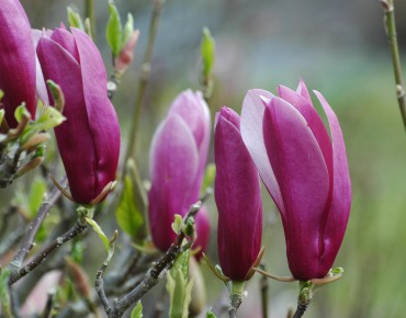 Magnolia Liliflora Nigra