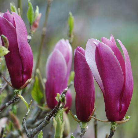 Magnolia Liliflora Nigra