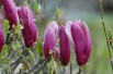 Magnolia Liliflora Nigra