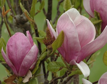 Magnolia Soulangeana Lennei