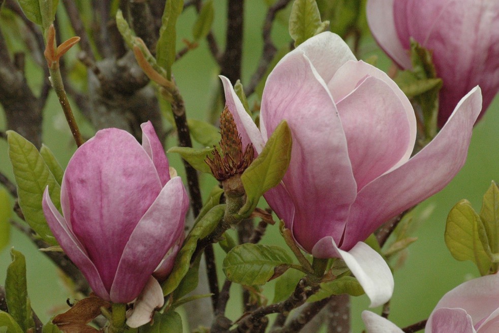 Magnolia Soulangiana Lennei