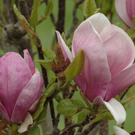 Magnolia Soulangeana Lennei