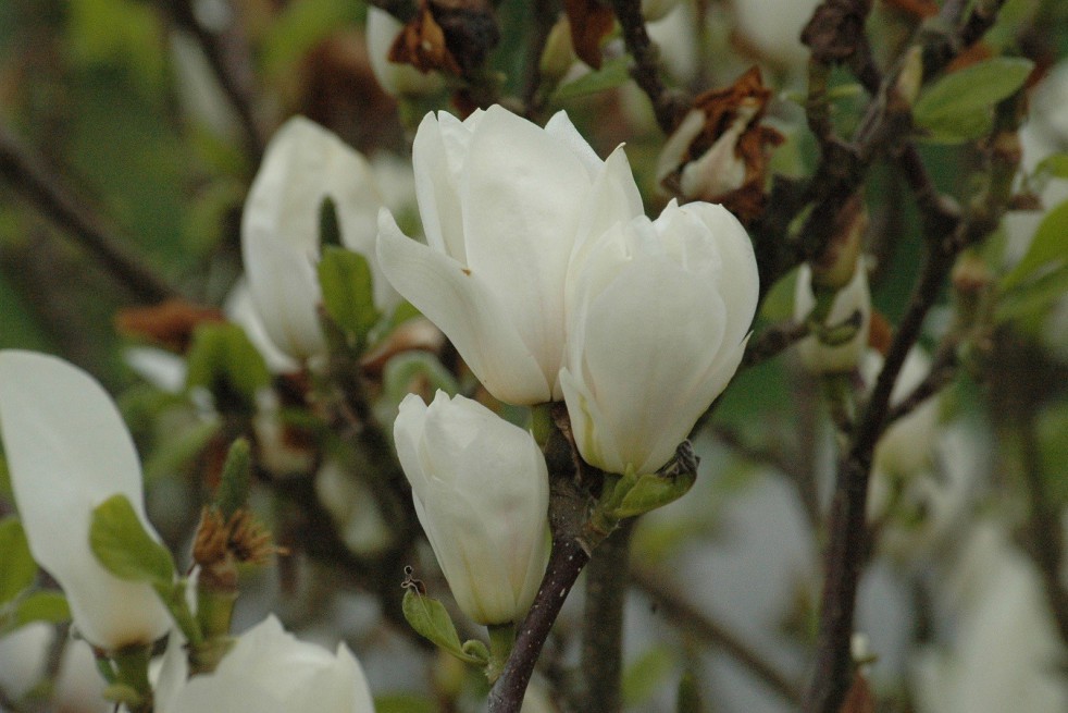 Magnolia Soulangeana Alba Superba