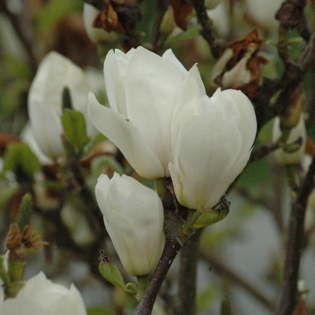Magnolia Soulangeana Alba Superba