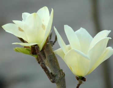 Magnolia Elisabeth
