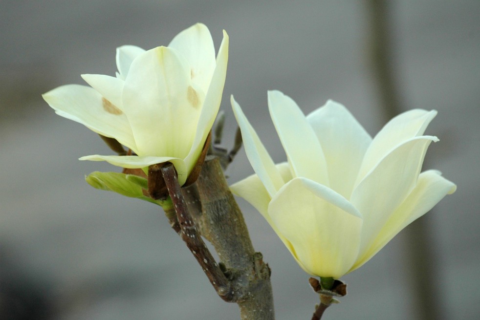 Magnolia Elisabeth