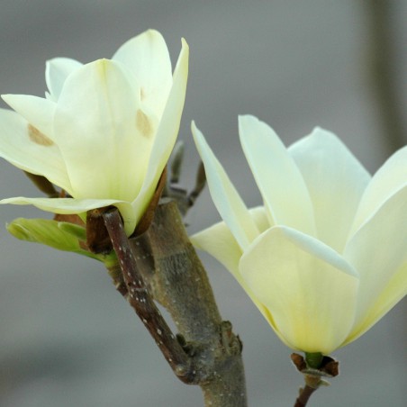 Magnolia Elisabeth