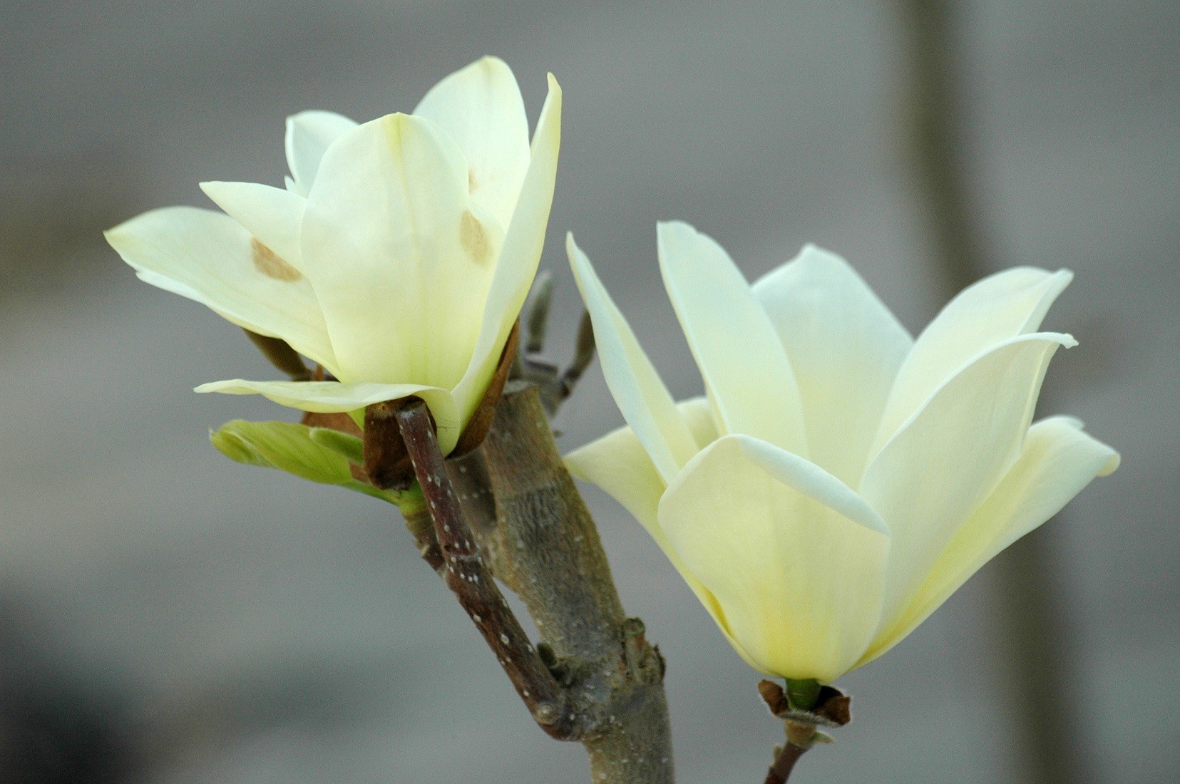 Magnolie Elisabeth - Magnolia Elisabeth
